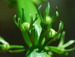 Attēlu rezultāti vaicājumam “Hottonia palustris fruit”
