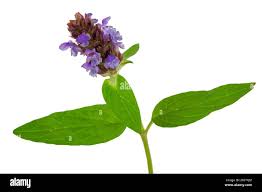 Attēlu rezultāti vaicājumam “Prunella vulgaris leaf”