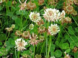Attēlu rezultāti vaicājumam “Trifolium repens”