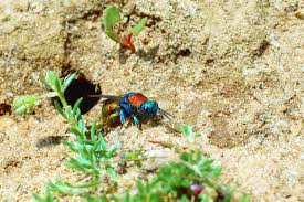 Attēlu rezultāti vaicājumam “Hedychrum sp.”