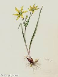 Attēlu rezultāti vaicājumam “Gagea pratensis”