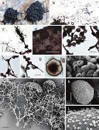 Attēlu rezultāti vaicājumam “Symphytocarpus flaccidus”