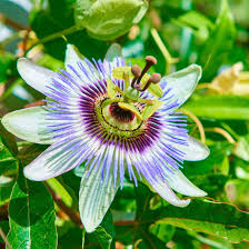 Image result for Scheinmohn blau