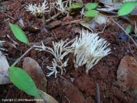 Attēlu rezultāti vaicājumam “Tremellodendropsis tuberosa”