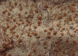 Attēlu rezultāti vaicājumam “Biatora sphaeroides”