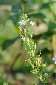 Attēlu rezultāti vaicājumam “Veronica anagallis-aquatica leaf”