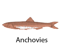 Attēlu rezultāti vaicājumam “Sacchiphantes abietis exuvia”