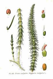 Attēlu rezultāti vaicājumam “Hippuridaceae”