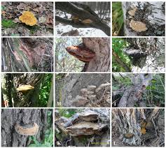 Attēlu rezultāti vaicājumam “Inonotus rheades”