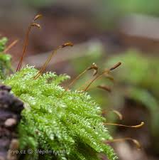 Attēlu rezultāti vaicājumam “Homomallium incurvatum sporophyte”