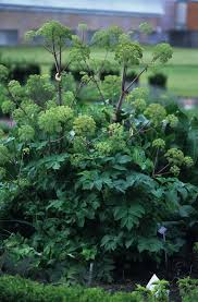 Image result for Angelica archangelica