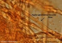 Attēlu rezultāti vaicājumam “Skeletocutis nivea”