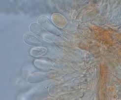 Attēlu rezultāti vaicājumam “Melampsora magnusiana”