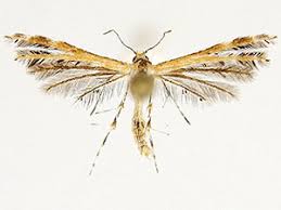 Attēlu rezultāti vaicājumam “Platyptilia tesseradactyla”