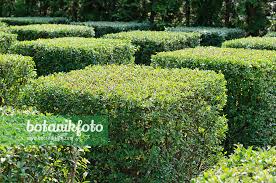 Attēlu rezultāti vaicājumam “Ligustrum vulgare”