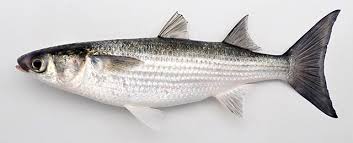 Image result for Mugil