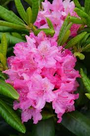 Image result for haaga tehron