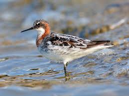 Attēlu rezultāti vaicājumam “Phalaropus lobatus”