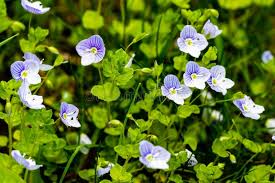 Attēlu rezultāti vaicājumam “Veronica filiformis flower”