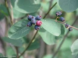 Attēlu rezultāti vaicājumam “Amelanchier spicata”