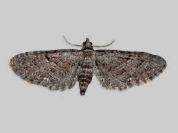 Attēlu rezultāti vaicājumam “Eupithecia pusillata”