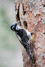Attēlu rezultāti vaicājumam “Picoides tridactylus”