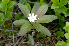 Attēlu rezultāti vaicājumam “Trientalis europaea bud”