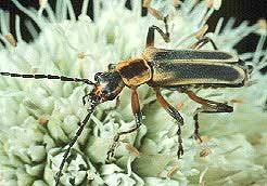 Attēlu rezultāti vaicājumam “Cantharidae”