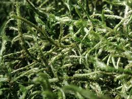 Attēlu rezultāti vaicājumam “Antitrichia curtipendula macro”