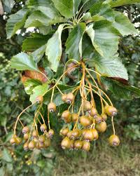 Attēlu rezultāti vaicājumam “Sorbus hybrida”