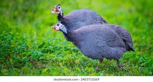 Attēlu rezultāti vaicājumam “Numida meleagris”