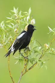 Image result for Dolichonyx oryzivorus