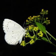 Attēlu rezultāti vaicājumam “Anacampsis blatariella”