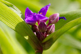 Attēlu rezultāti vaicājumam “Tradescantia virginiana flower”