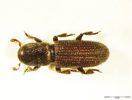 Attēlu rezultāti vaicājumam “Hylastes sp.”