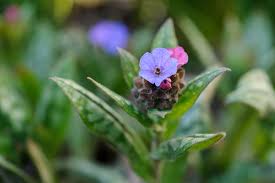 Attēlu rezultāti vaicājumam “Pulmonaria angustifolia fruit”