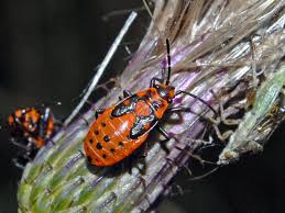 Attēlu rezultāti vaicājumam “Pyrrhocoris apterus nymph”