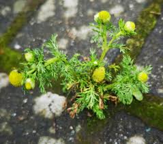 Attēlu rezultāti vaicājumam “Matricaria discoidea flower”