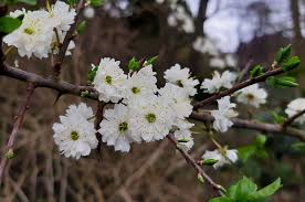 Attēlu rezultāti vaicājumam “Prunus spinosa”