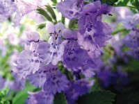 Attēlu rezultāti vaicājumam “Nepeta x faassenii”