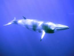 Image result for Balaenoptera acutorostrata