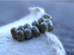 Attēlu rezultāti vaicājumam “Saturnia pavonia eggs”