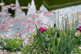 Attēlu rezultāti vaicājumam “Nymphaea candida leaf”
