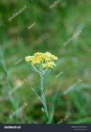 Attēlu rezultāti vaicājumam “Helichrysum arenarium flower”