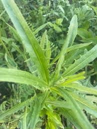 Attēlu rezultāti vaicājumam “Crepis tectorum”