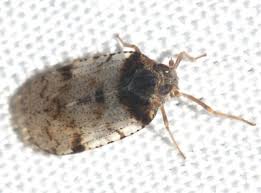 Attēlu rezultāti vaicājumam “Cixius sp.”