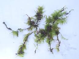 Attēlu rezultāti vaicājumam “Oxyrrhynchium hians var. rigidum macro”