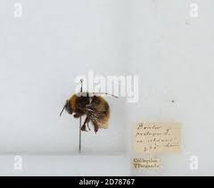 Attēlu rezultāti vaicājumam “Psithyrus sylvestris”