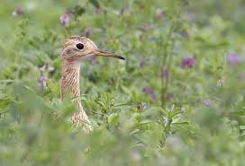 Image result for Bartramia longicauda