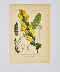 Attēlu rezultāti vaicājumam “Pedicularis sceptrum-carolinum flower”